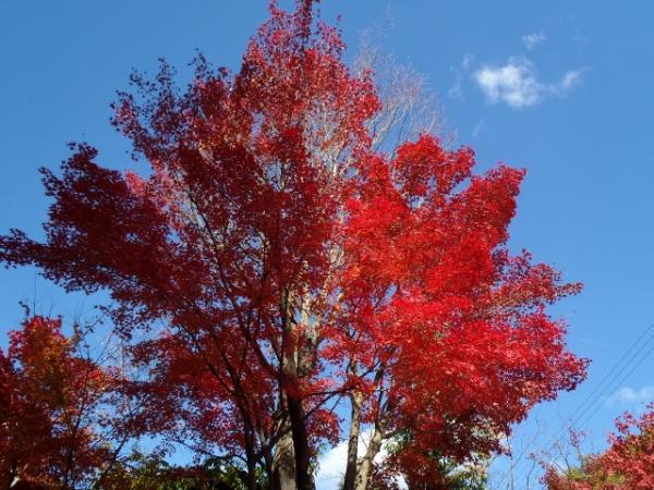 麓の紅葉も見事でした